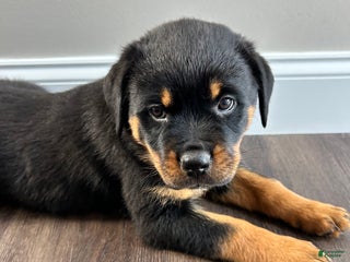 Rottweiler dogs - Ad 40