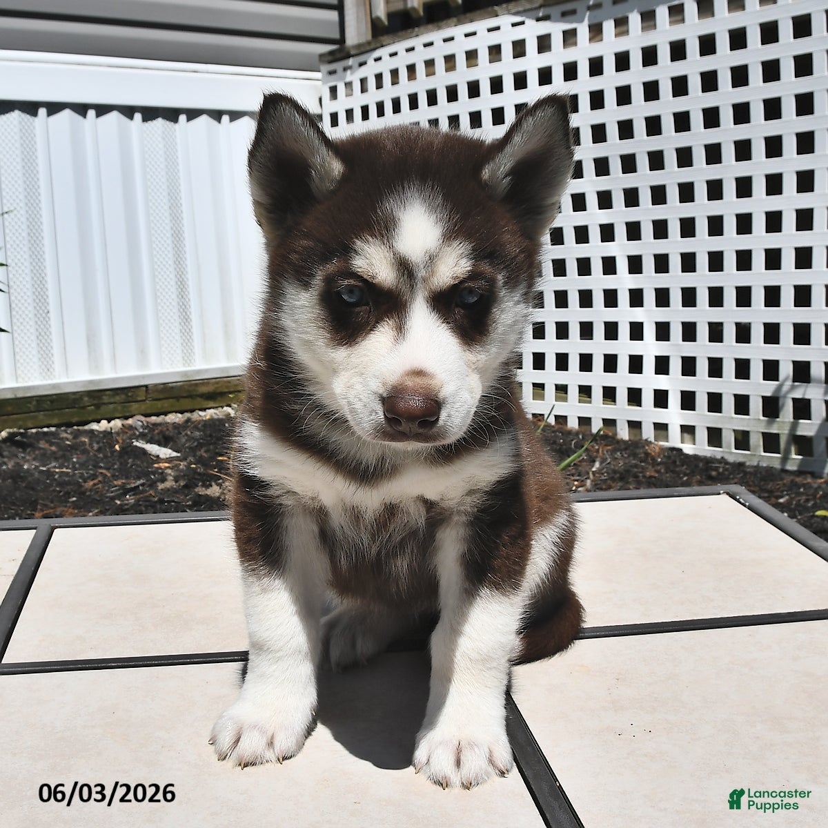 Siberian Husky dogs for sale: Crystal - Ad 3