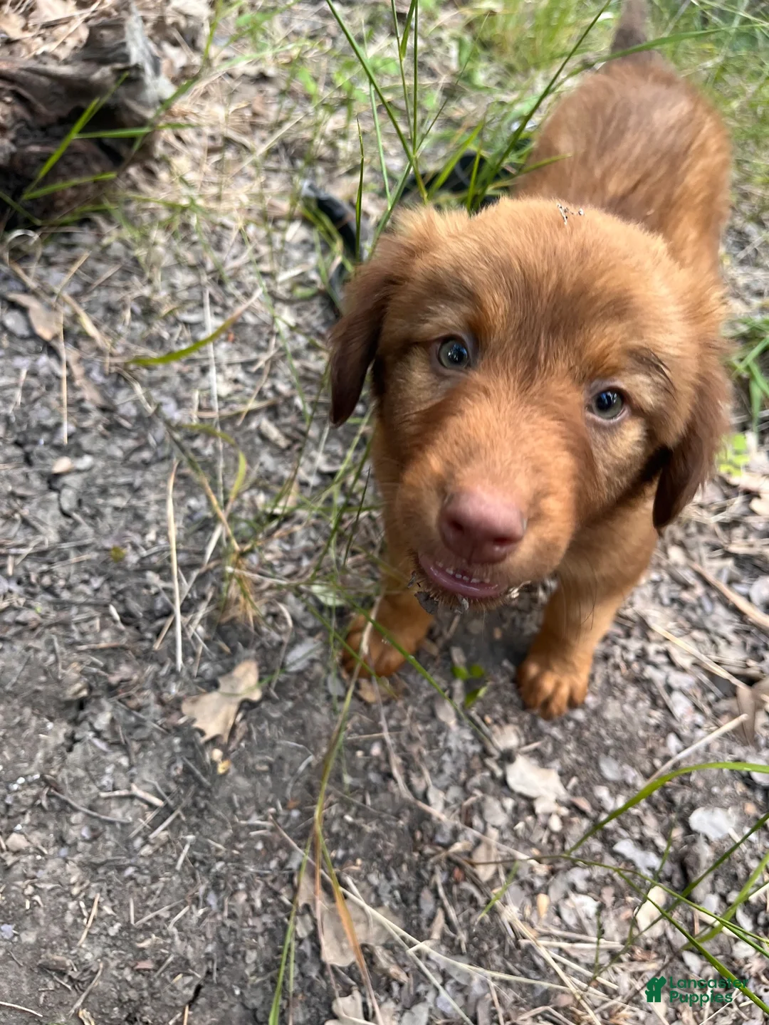 Mixed Breed dogs for sale: Willow - Doberdoodle - Ad 2