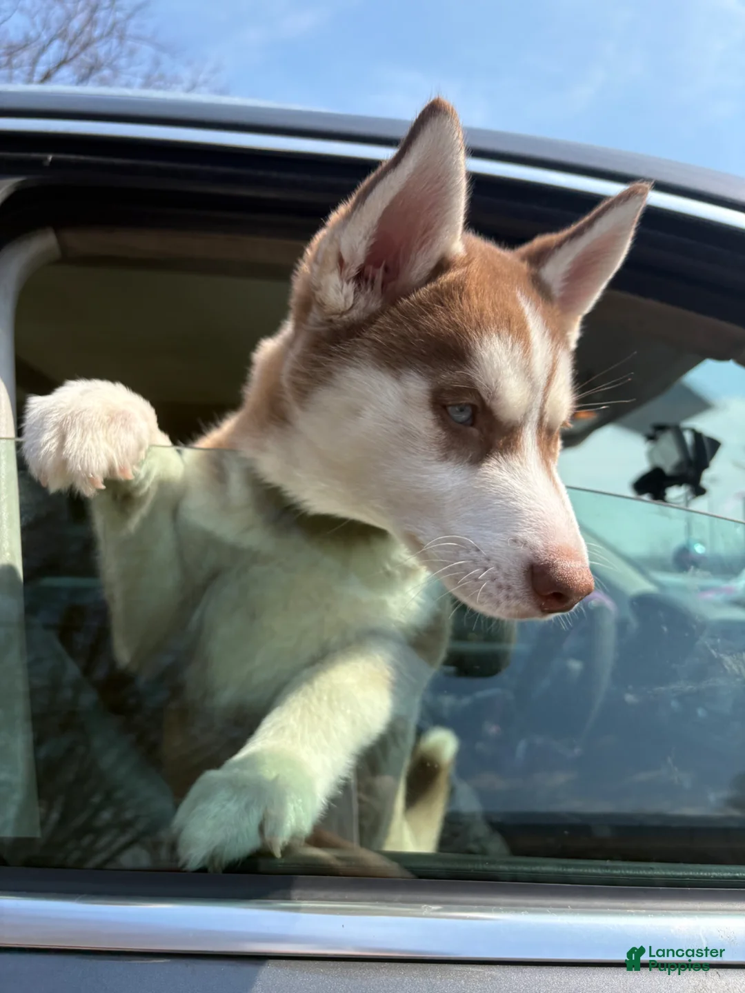 Siberian Husky dogs for sale: Siberian Husky Puppy  - Ad 2