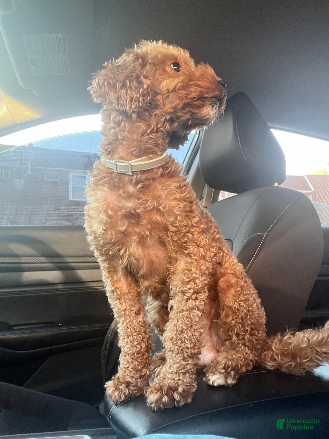 Mini Goldendoodle dogs for sale: Mini Goldendoodle Puppy 1 - Ad 4