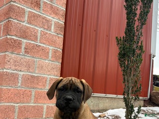 Bullmastiff dogs Lilac - Ad 2
