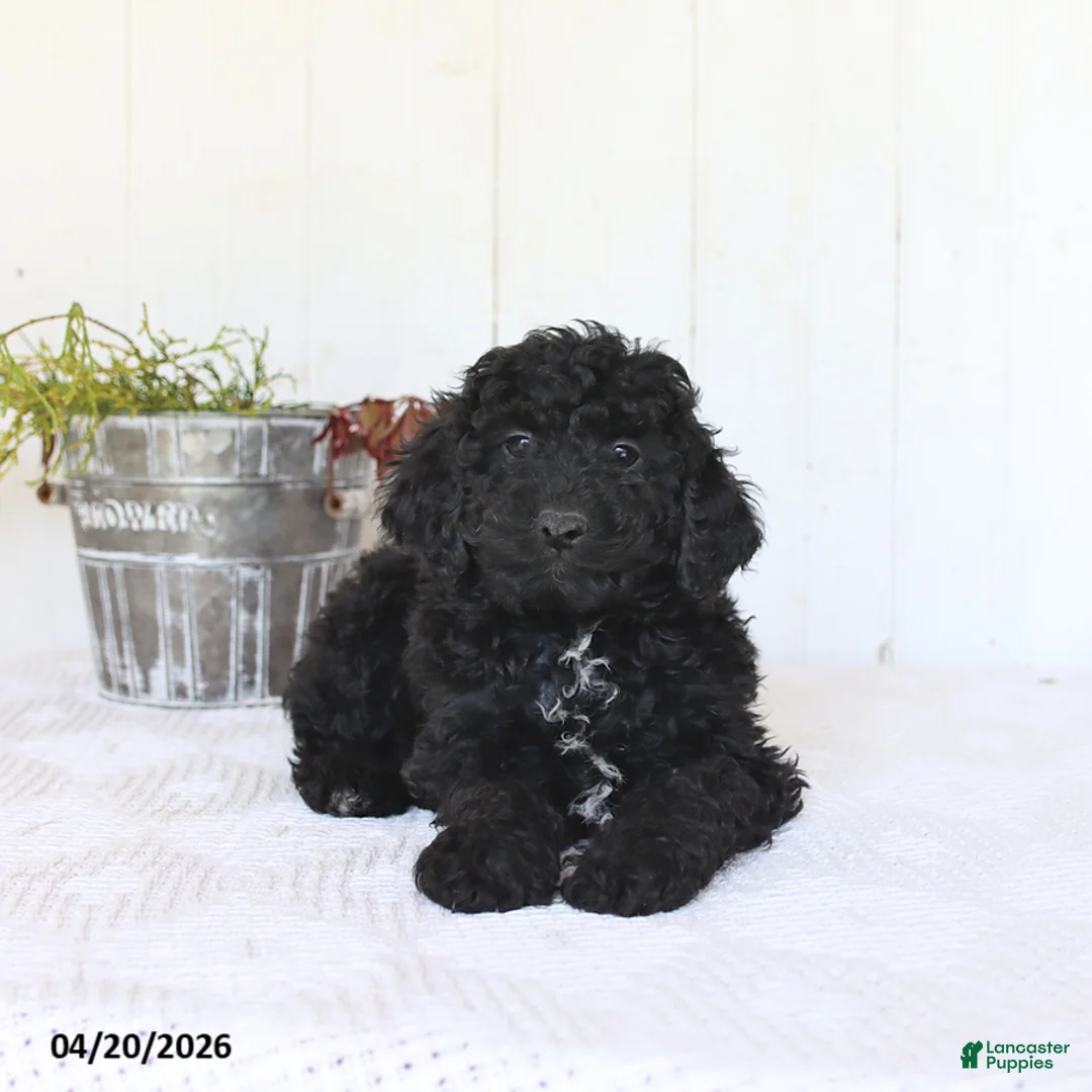 Cockapoo dogs for sale: Riley - Ad 1