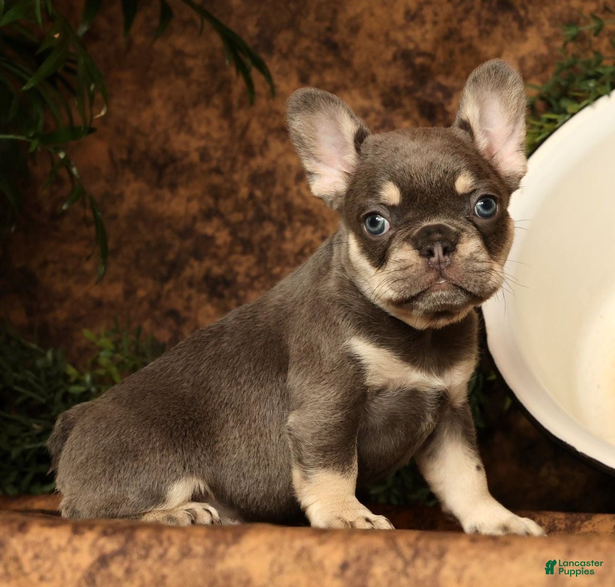 French Bulldog dogs for sale: Leo - Ad 26