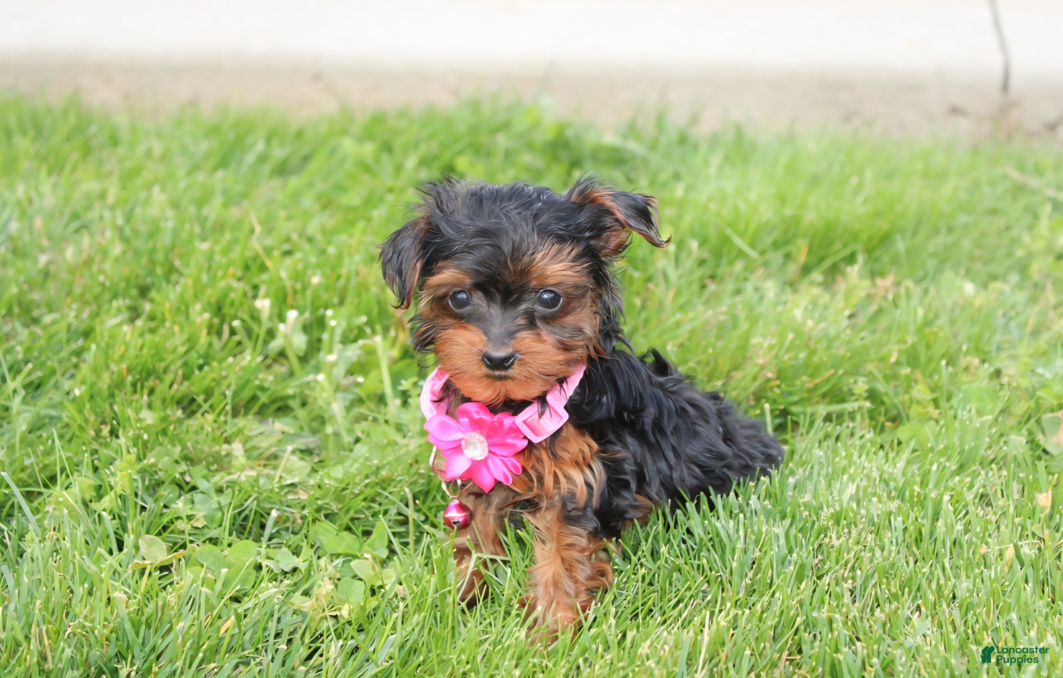 Yorkiepoo dogs Ella  - Ad 2