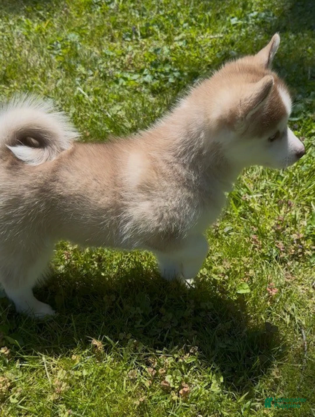 Pomsky dogs for sale: Rex - Ad 2