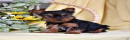 Yorkshire Terrier dogs for sale: Rusty  - Ad 5