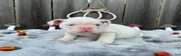 English Bulldog dogs for sale: Petunia  - Ad 5