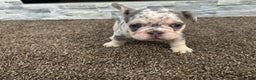 French Bulldog dogs for sale: Sky - Ad 2