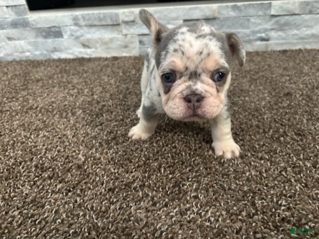 French Bulldog dogs for sale: Sky - Ad 2