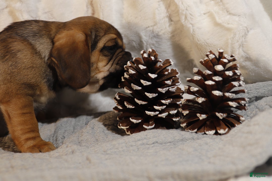 Puggle dogs for sale: Alice - Ad 2