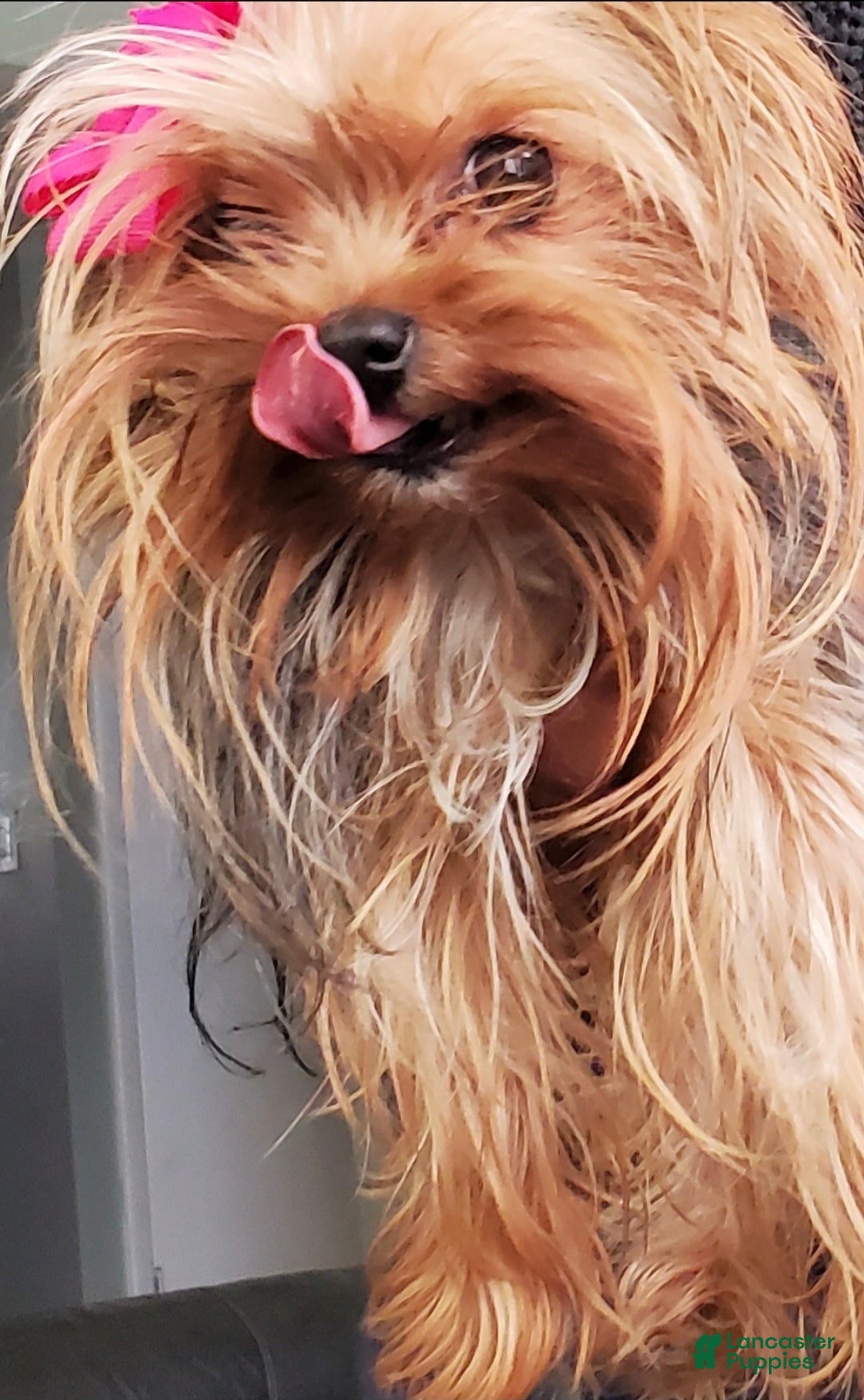 Yorkshire Terrier dogs for sale: Princess  - Ad 2