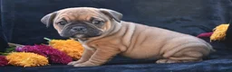 Mixed Breed dogs for sale: Darla - Ad 10