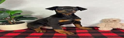 Doberman Pinscher dogs for sale: Duke - Ad 2