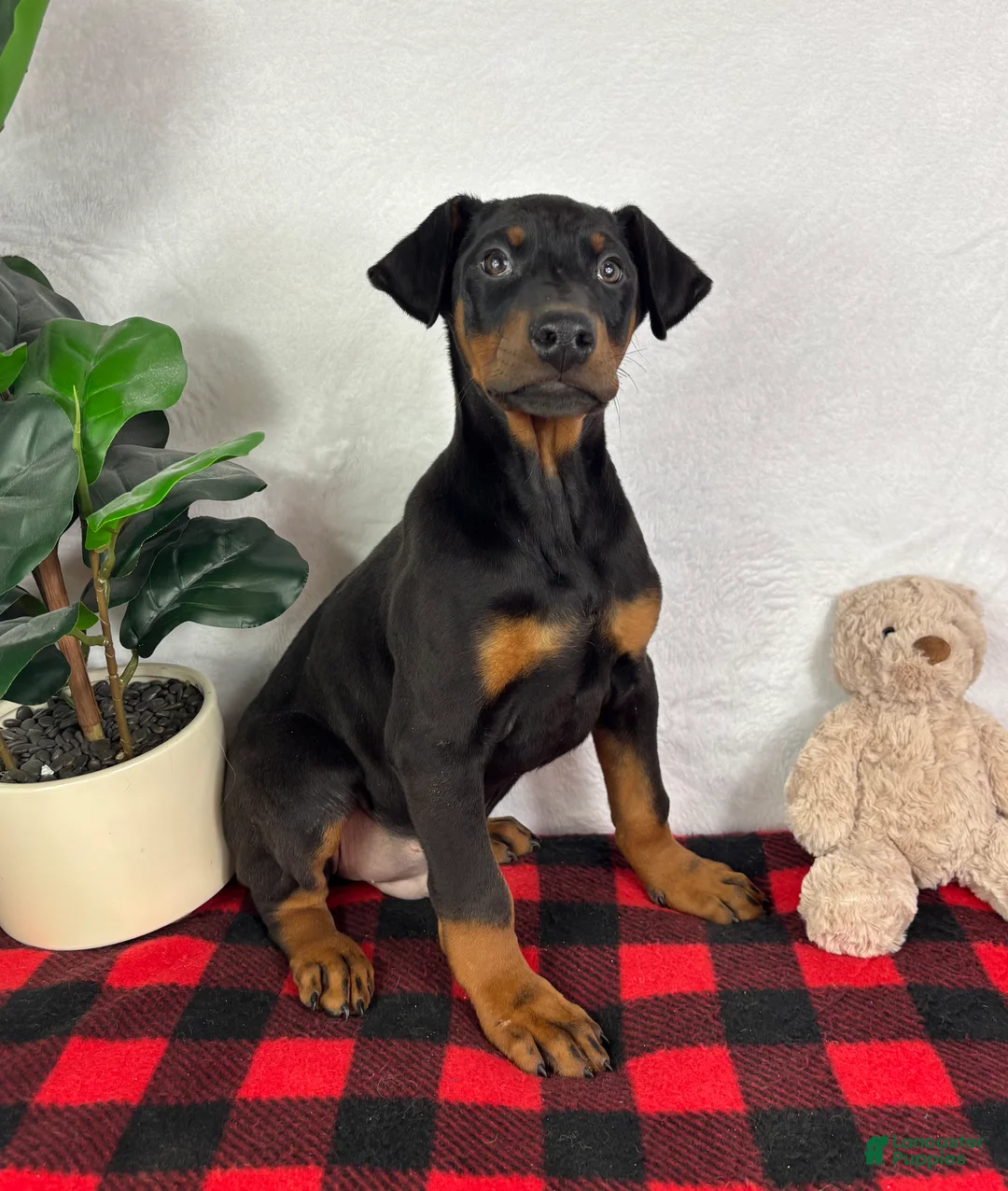 Doberman Pinscher dogs for sale: Duke - Ad 2