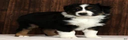 Miniature Australian Shepherd dogs for sale: Thunder - Ad 5
