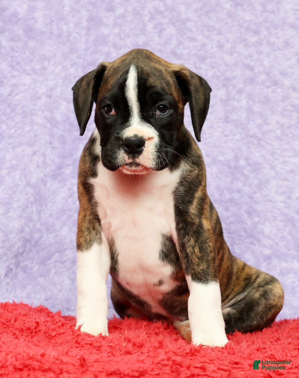 Boxer dogs Patsy - Ad 1