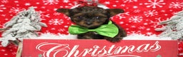 Yorkiepoo dogs for sale: Maize - Ad 2