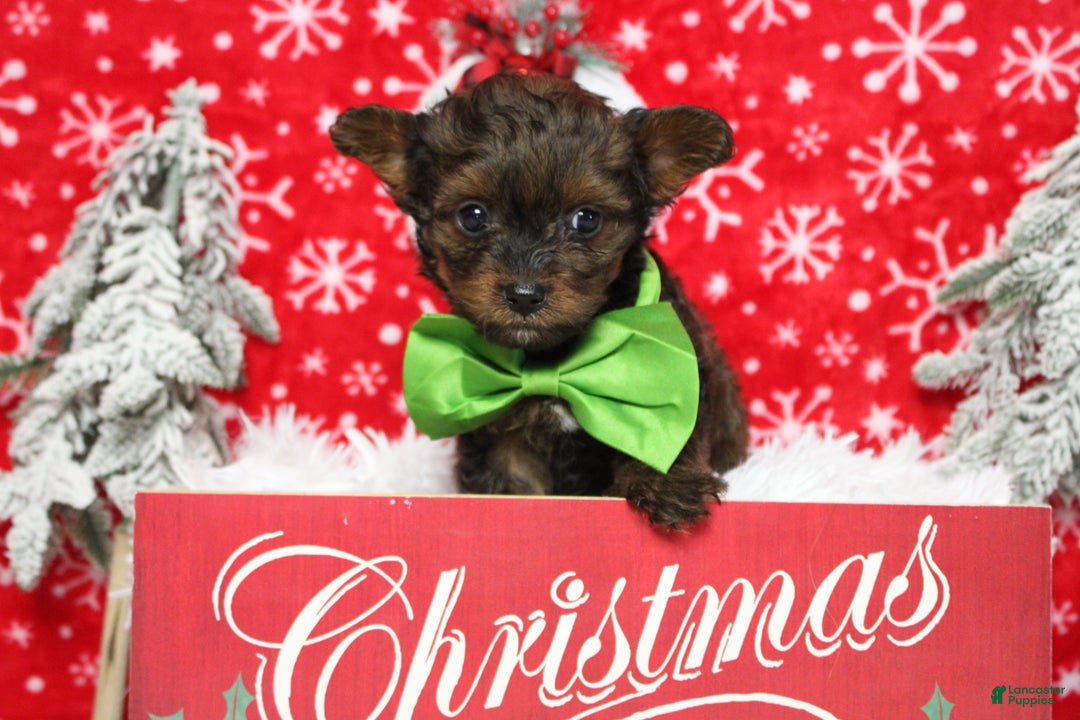 Yorkiepoo dogs for sale: Maize - Ad 2