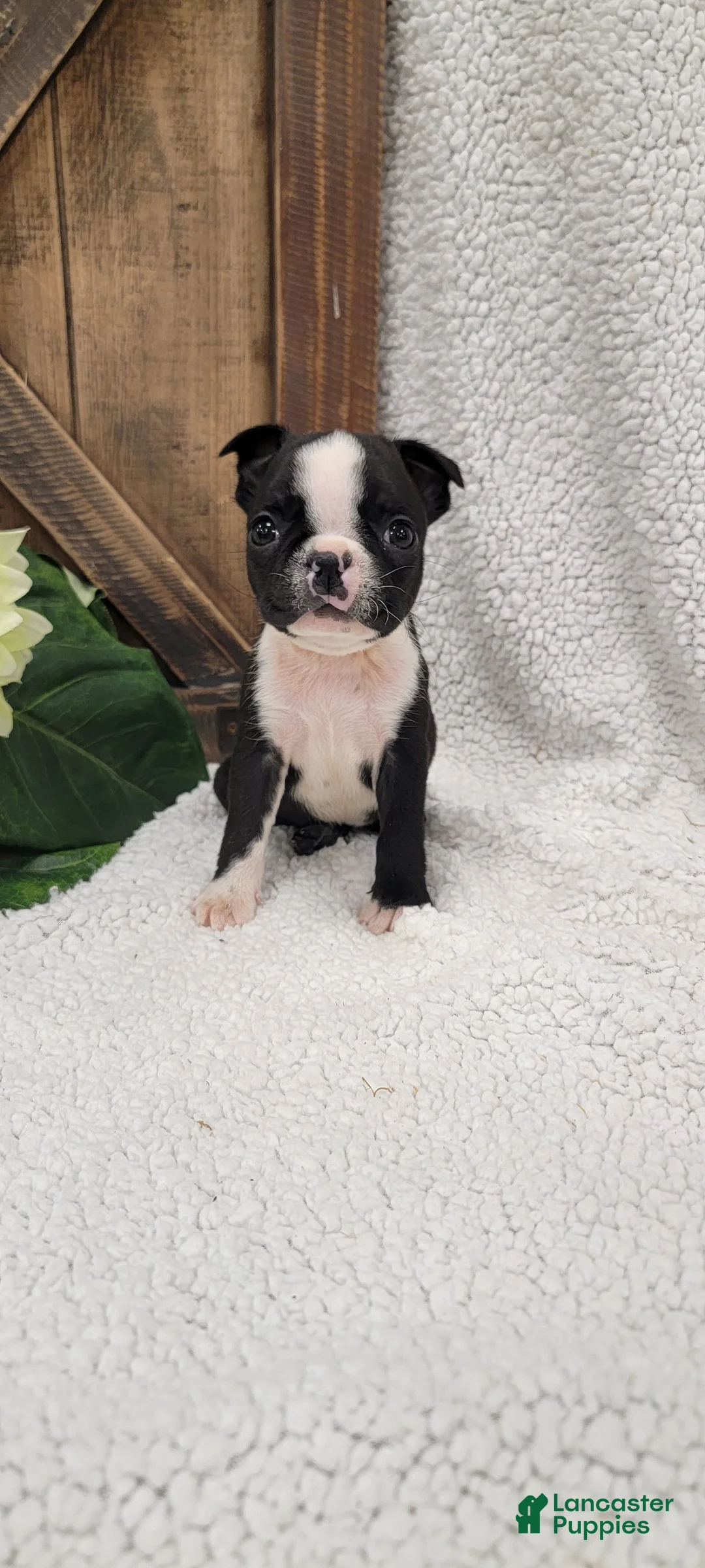 Boston Terrier dogs for sale: Beatrice - Ad 4