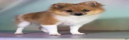 Pomeranian dogs for sale: ACA speckles partial blue eye - Ad 4