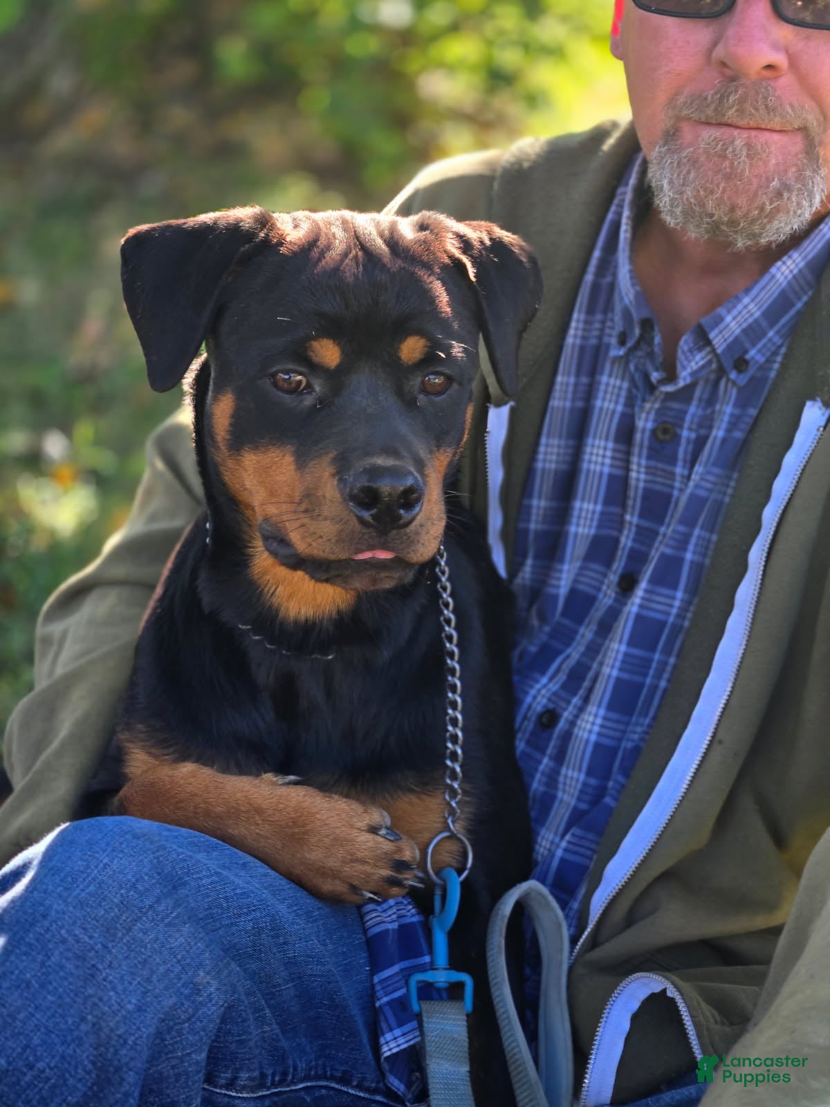 Rottweiler dogs Scarlett - Ad 2