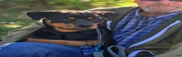 Rottweiler dogs for sale: Scarlett - Ad 2