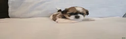 Shih Tzu dogs for sale: Twix  - Ad 3
