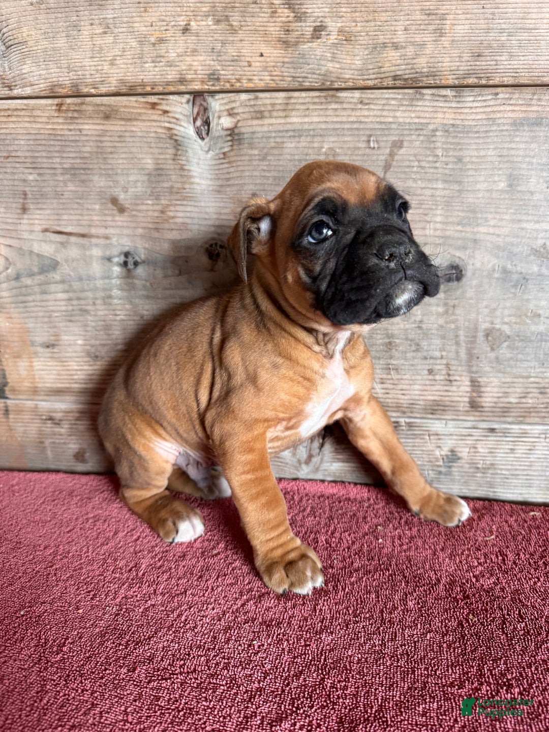 Boxer dogs for sale: Boxer Puppy 1 - Ad 2