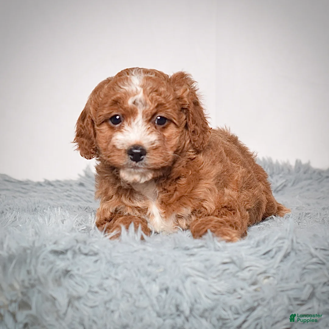 Mini Goldendoodle dogs for sale: Ms. Angel  - Ad 4