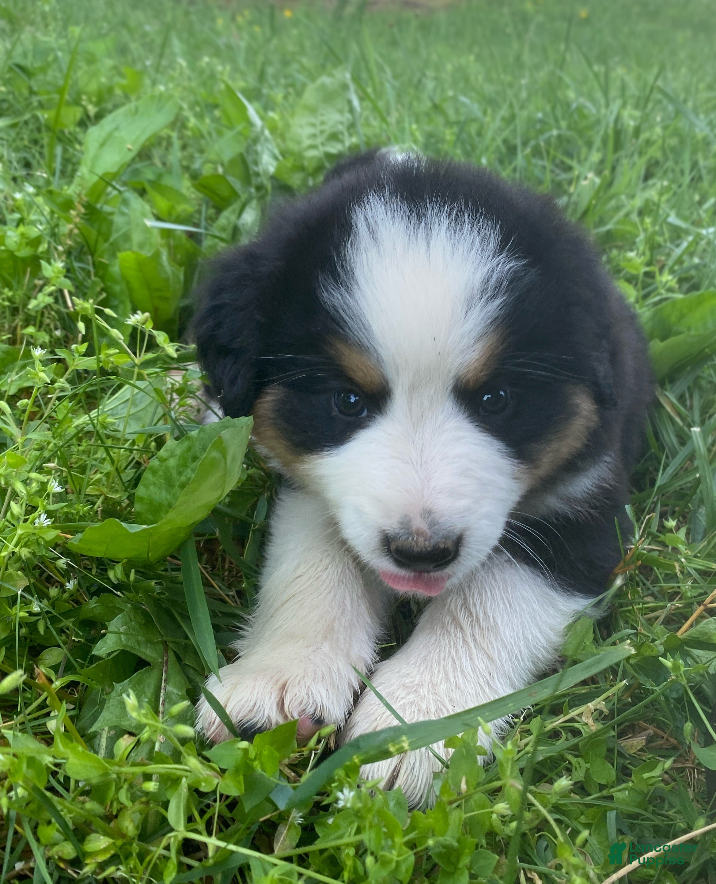 Mixed Breed dogs for sale: ♥️BABY BEAR♥️ - Ad 4
