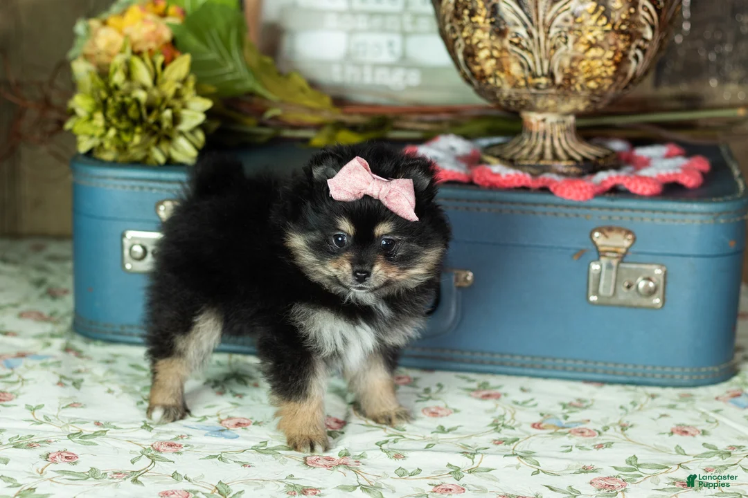 Pomeranian dogs for sale: Reese - Ad 3