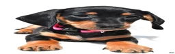 Miniature Dachshund dogs for sale: Twinkle - Ad 4