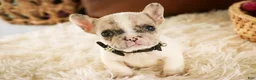 French Bulldog dogs for sale: Juliet - Ad 3