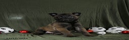 Belgian Malinois dogs for sale: Onyx - Ad 4