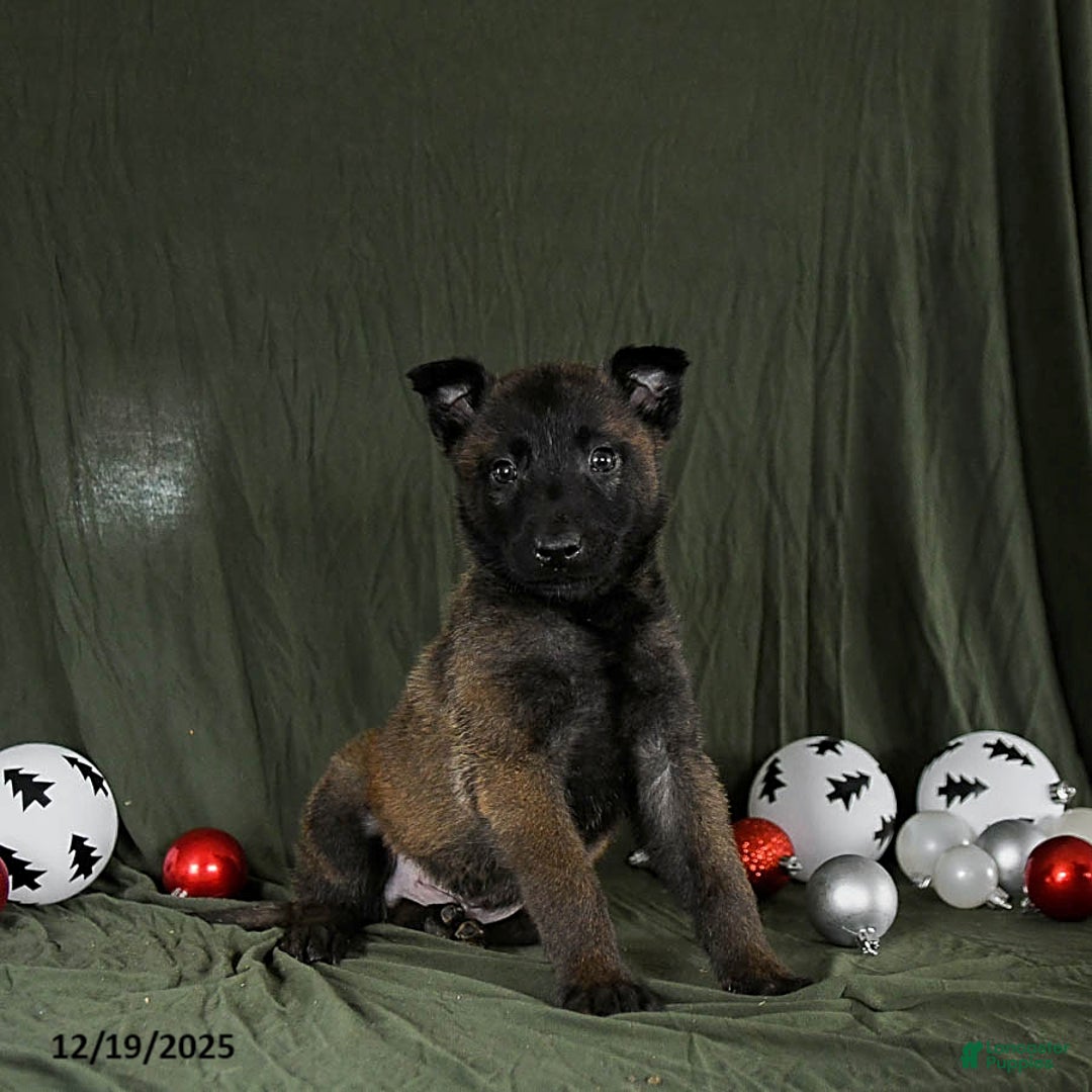 Belgian Malinois dogs for sale: Onyx - Ad 4