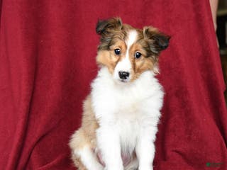 Shetland Sheepdog dogs Elf - Ad 26