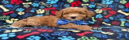Cavapoo dogs for sale: Artie - Ad 8