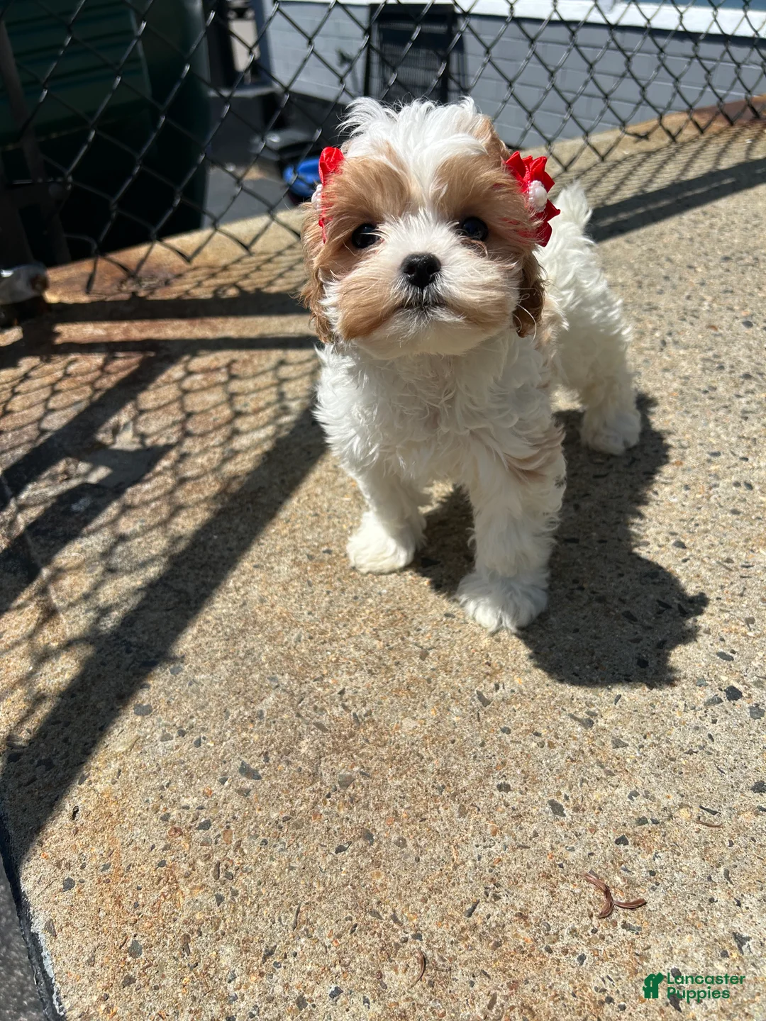 Cavapoo dogs for sale: Cavapoo 3 - Ad 2