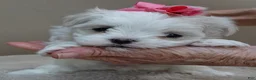 Maltese dogs for sale: Indi girl 1 lb 10 ozs - Ad 3