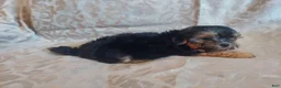 Maltipoo dogs for sale: Maltipoo 1 - Ad 2