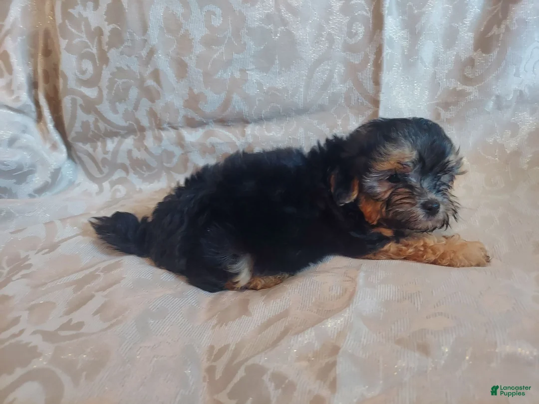 Maltipoo dogs for sale: Maltipoo 1 - Ad 2