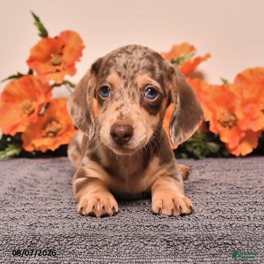 Miniature Dachshund dogs Irvy - Ad 1