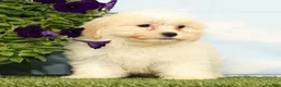 Teddy Bear dogs for sale: Kona - Ad 4