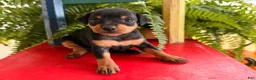 Miniature Pinscher dogs for sale: Marshmallow  - Ad 5