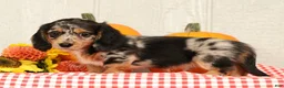 Miniature Dachshund dogs for sale: Jesse - Ad 9