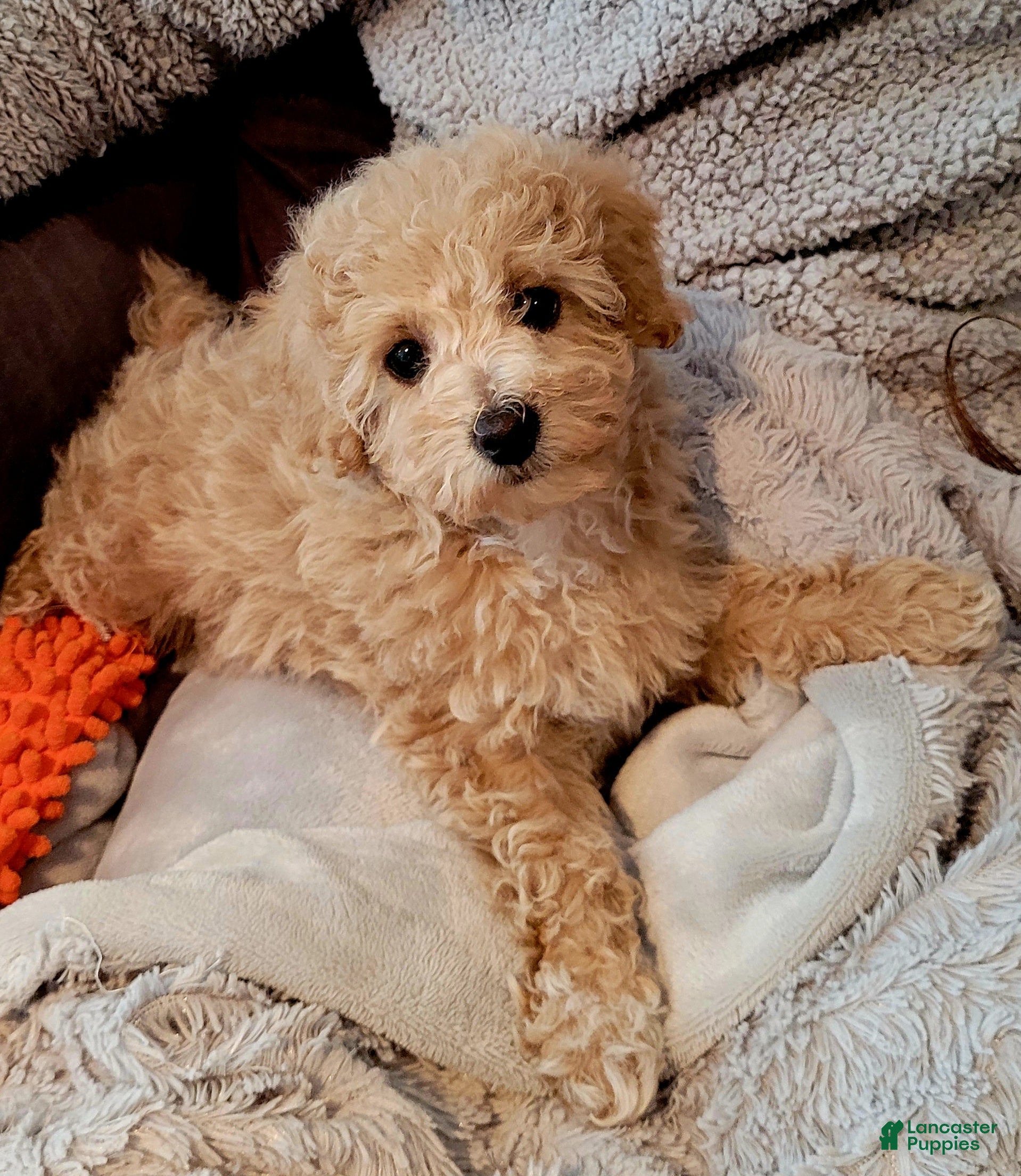 Miniature Poodle dogs Amber  - Ad 7