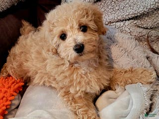 Miniature Poodle dogs Amber - Ad 7