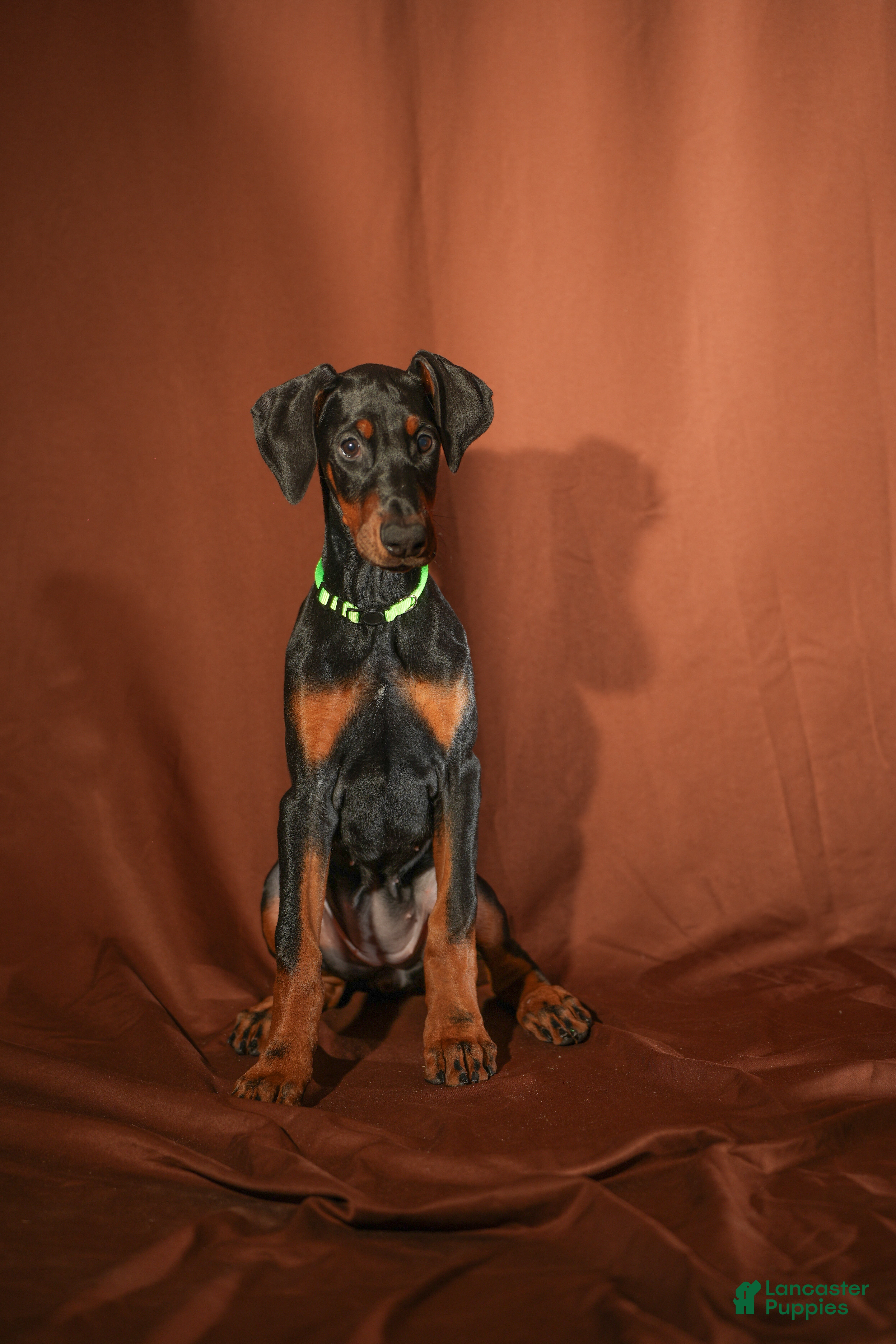 Doberman Pinscher dogs Green - Ad 16