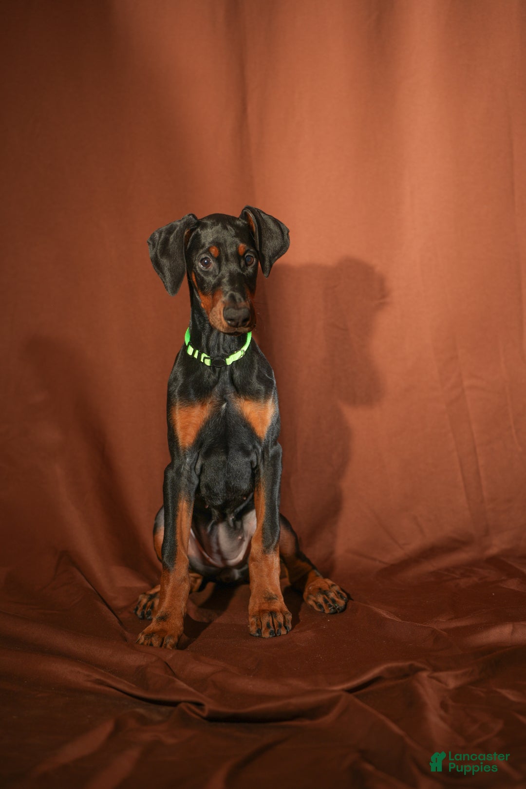 Doberman Pinscher dogs for sale: Green - Ad 1